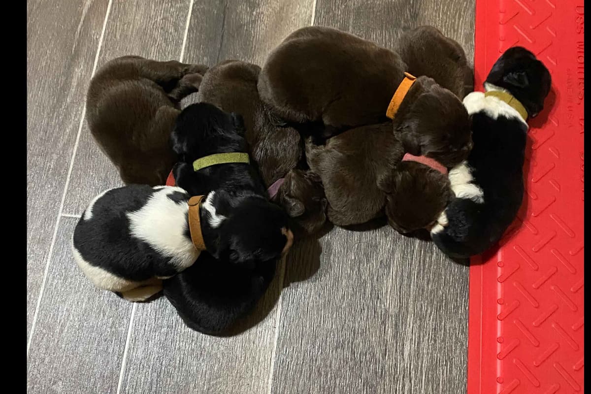 Newfoundland Puppies breeder image 6