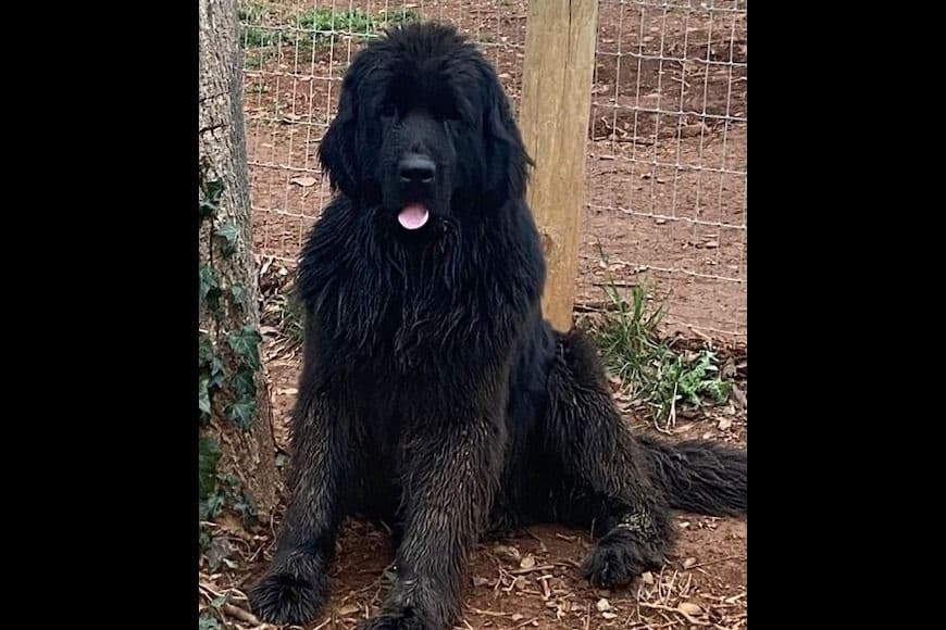 Newfoundland Puppies breeder image 12