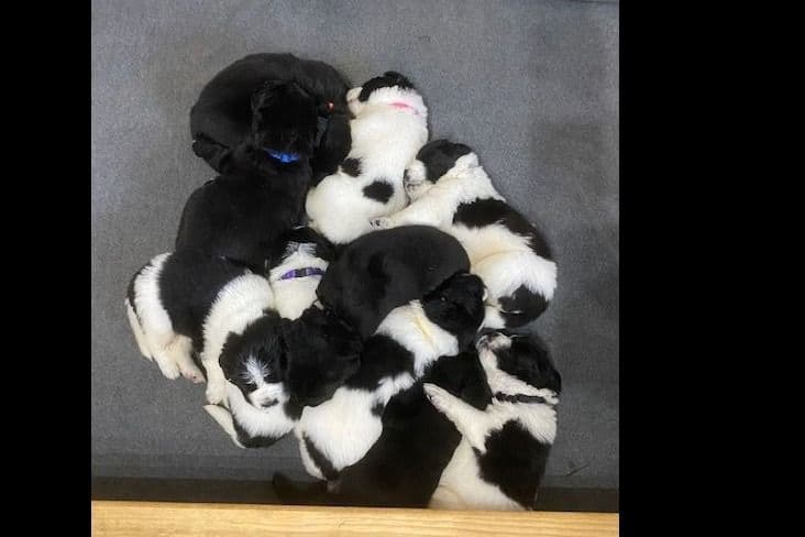Newfoundland Puppies breeder image 14