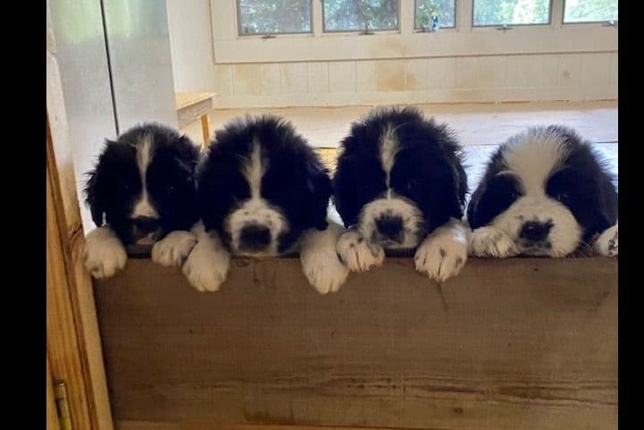 Newfoundland Puppies breeder image 15