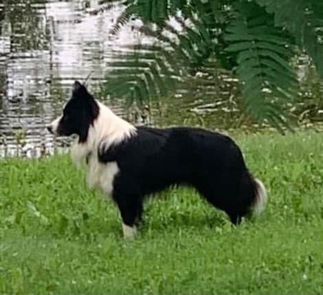 Border Collie Puppies breeder image 3