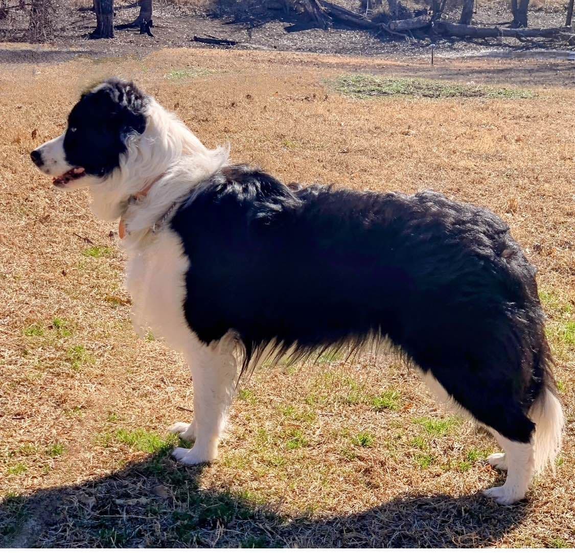 Border Collie Puppies breeder image 18