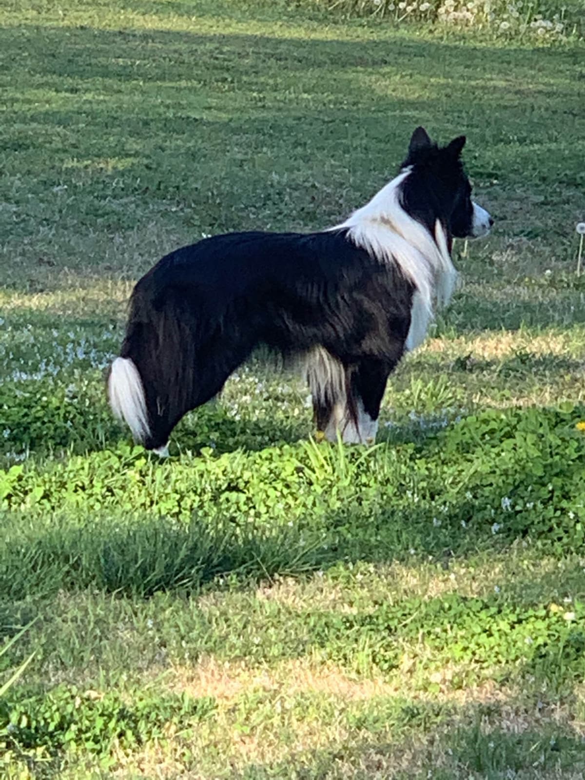 Border Collie Puppies breeder image 5
