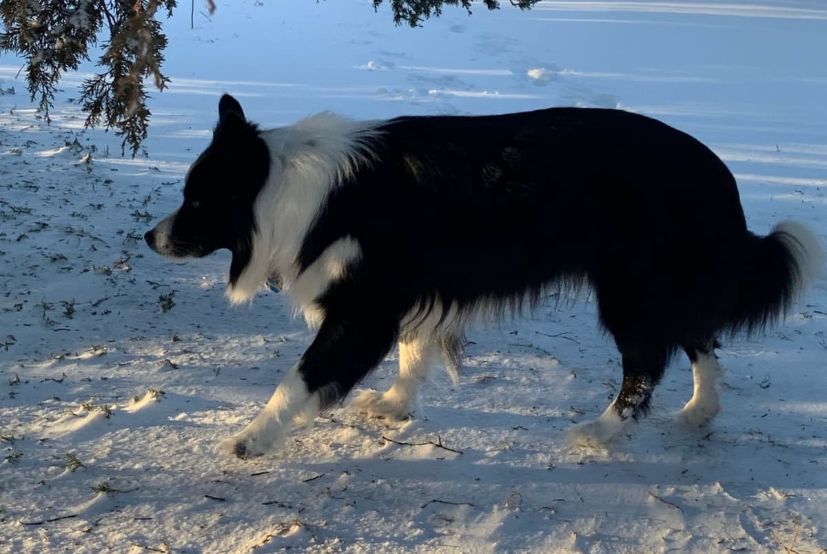 Border Collie Puppies breeder image 10