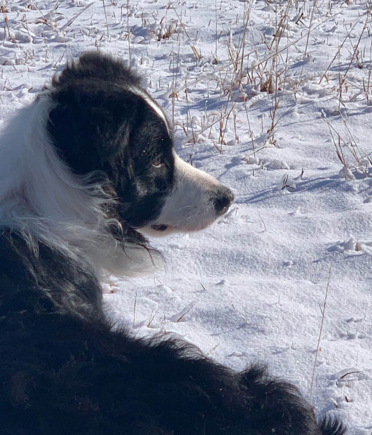 Border Collie Puppies breeder image 19