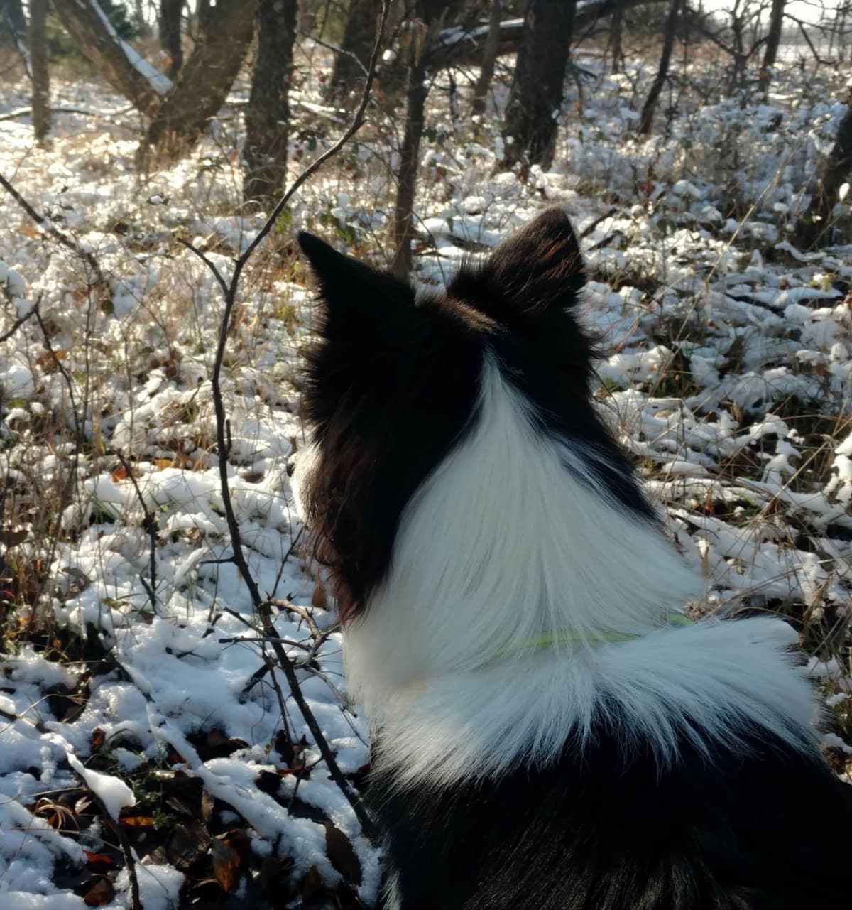 Border Collie Puppies breeder image 6