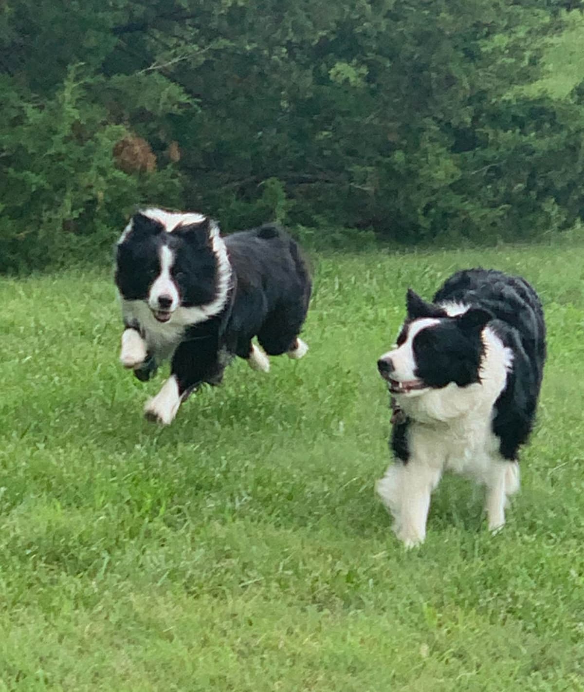 Border Collie Puppies breeder image 2