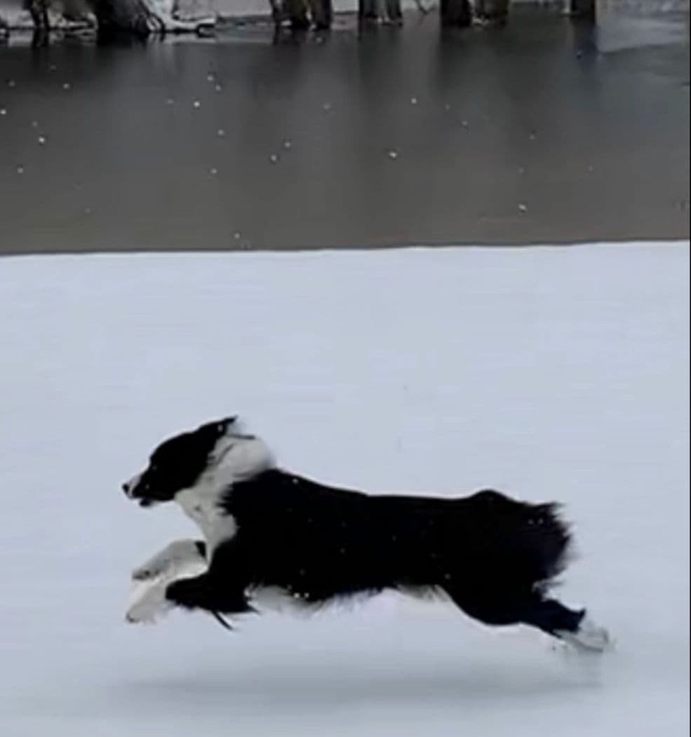 Border Collie Puppies breeder image 8