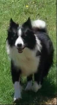 Border Collie Puppies breeder image 4