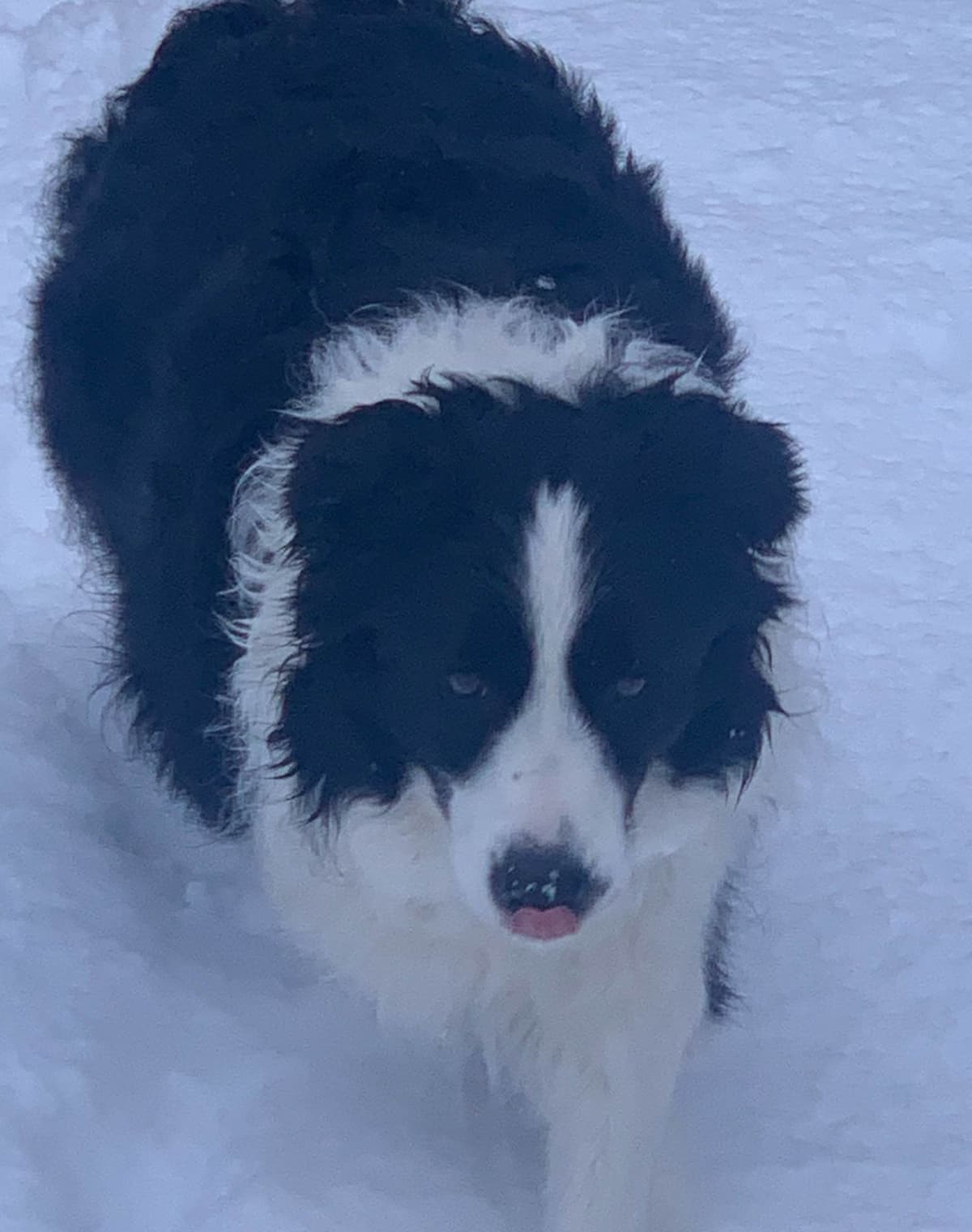 Border Collie Puppies breeder image 20