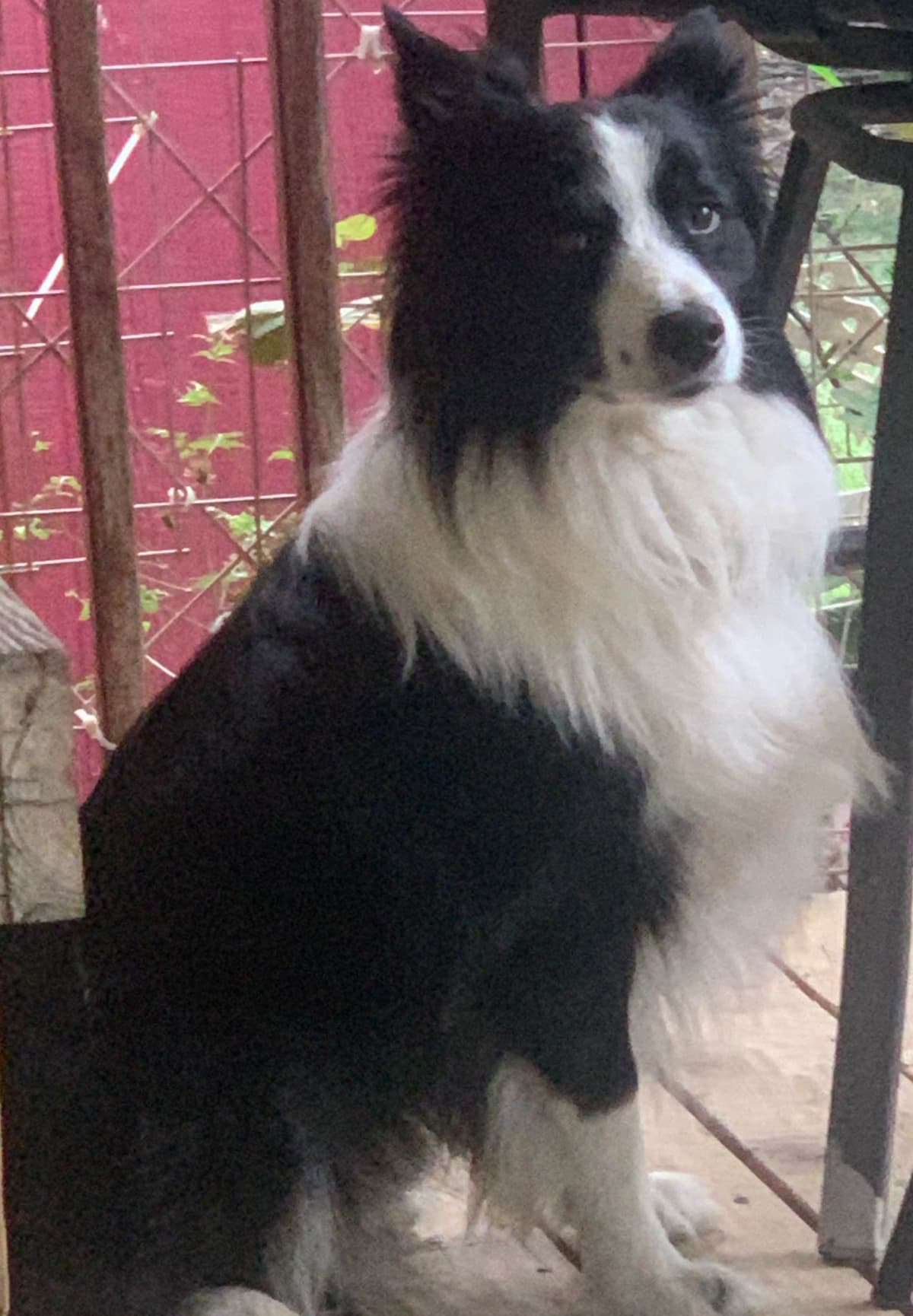 Border Collie Puppies breeder image 9