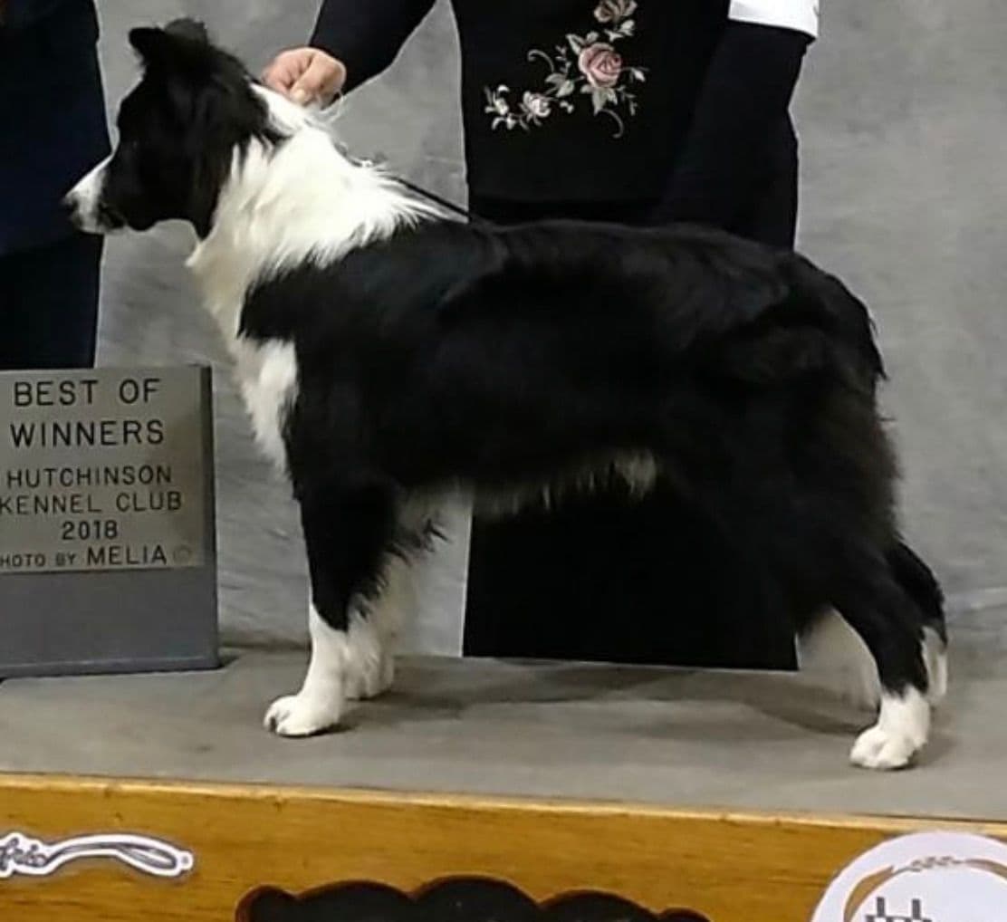 Border Collie Puppies breeder image 11