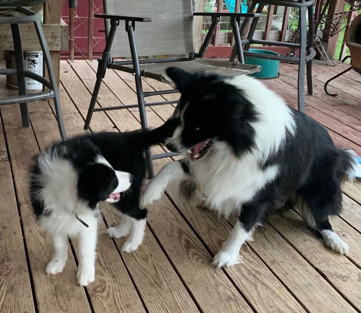 Border Collie Puppies breeder image 16