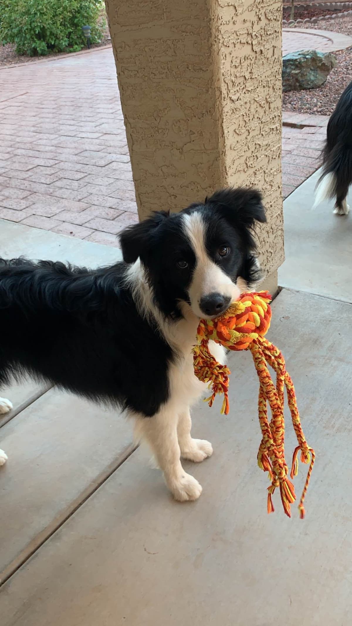 Border Collie Puppies breeder image 17