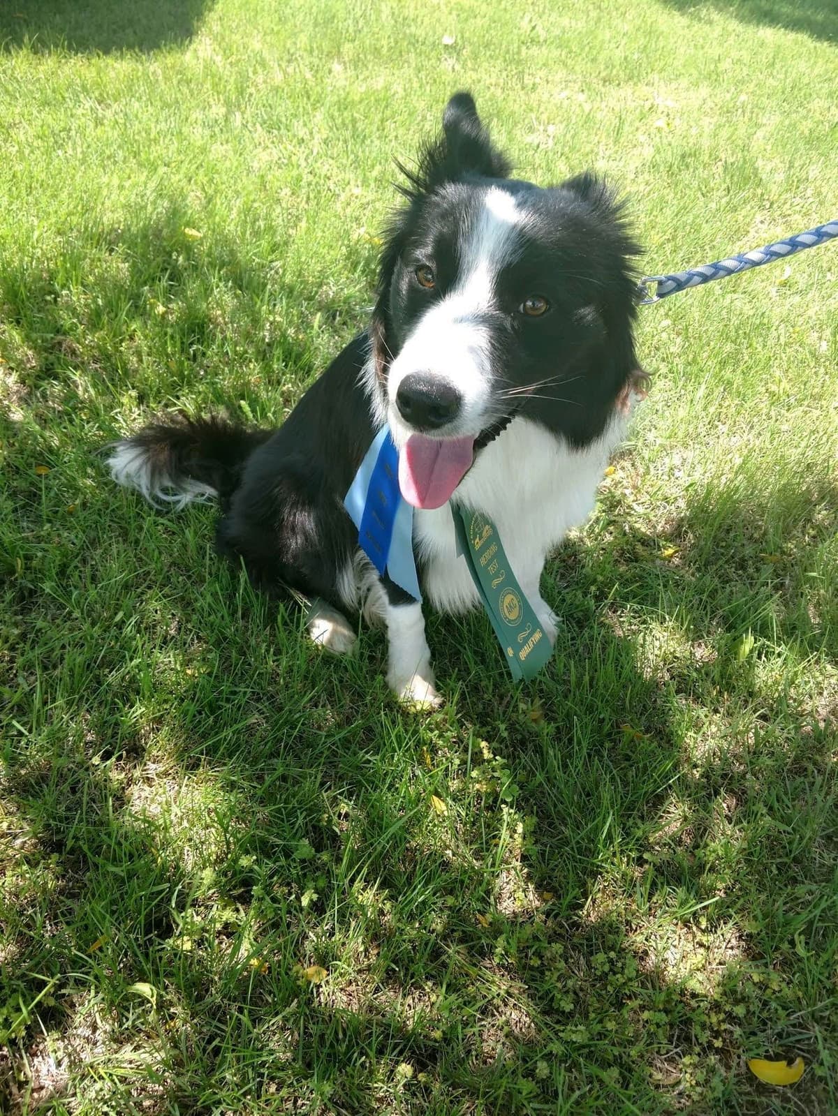 Border Collie Puppies breeder image 14