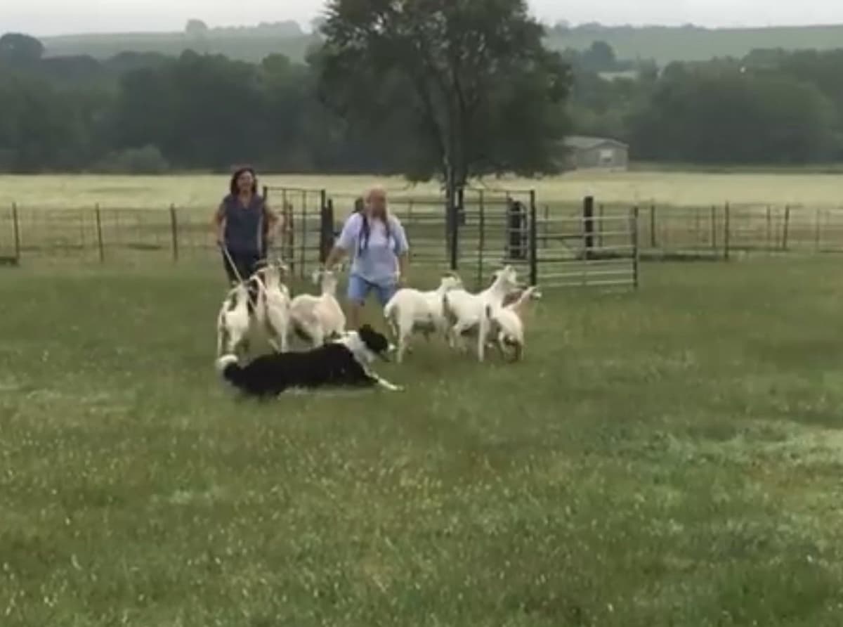 Border Collie Puppies breeder image 13