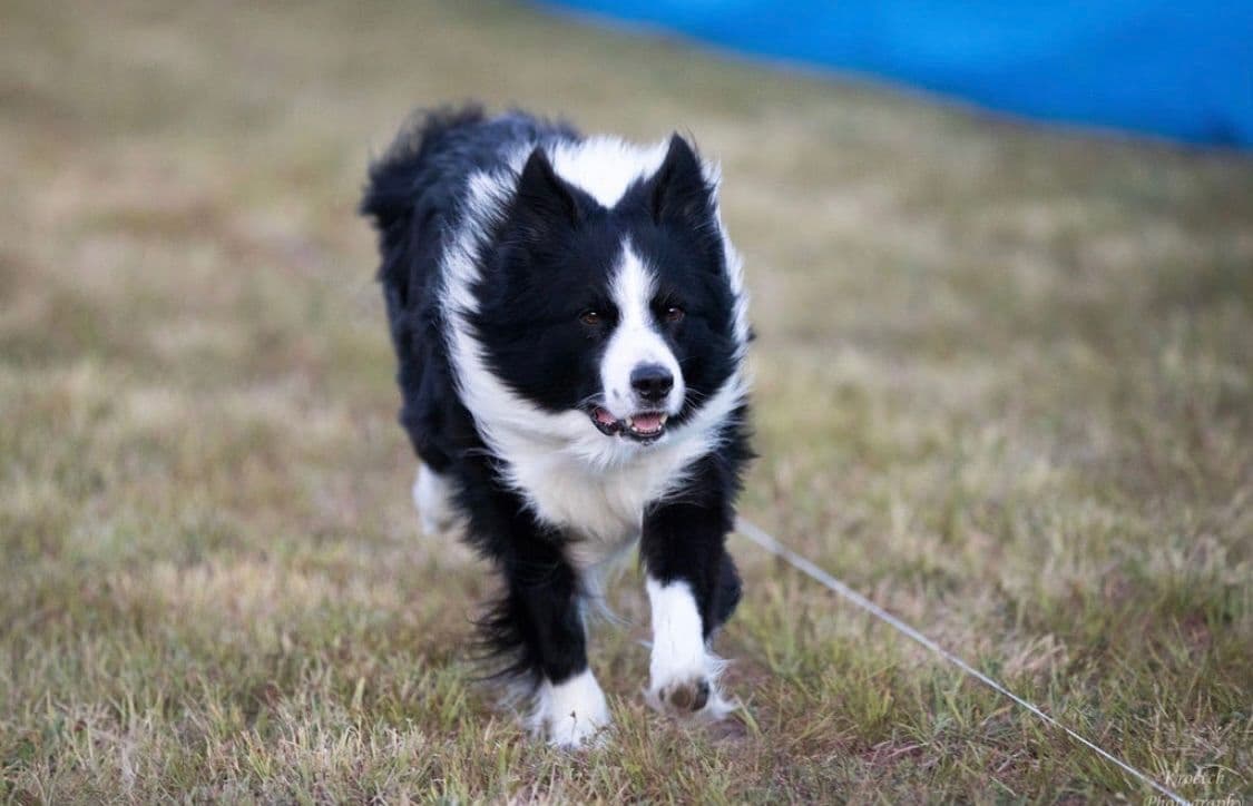 Border Collie Puppies breeder image 12