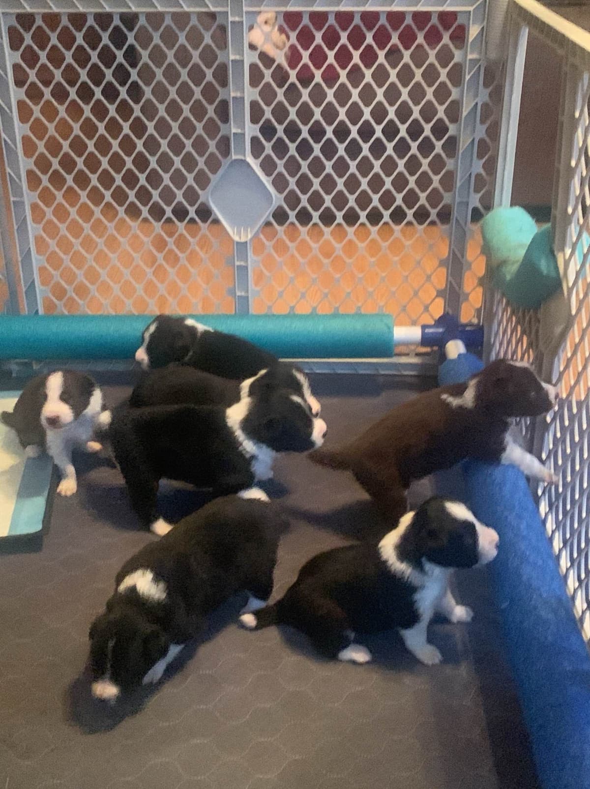 Border Collie Puppies breeder image 25