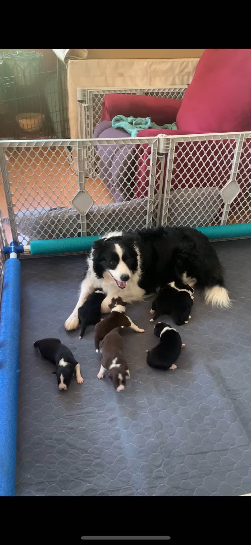 Border Collie Puppies breeder image 28