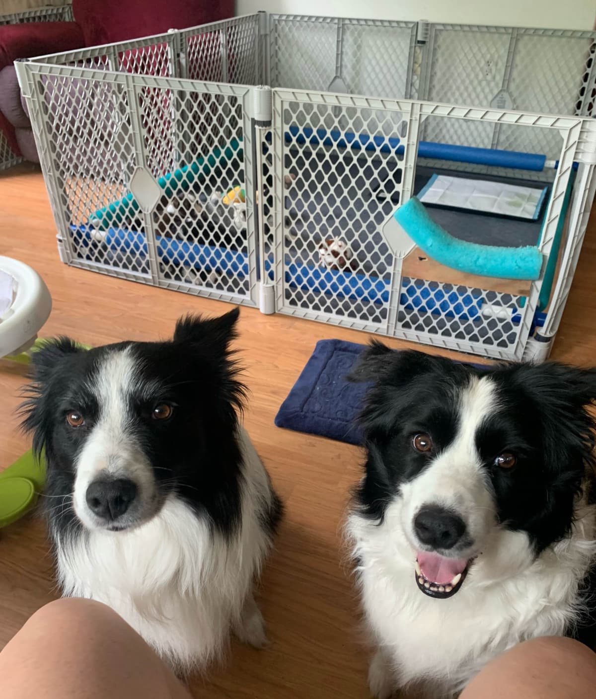 Border Collie Puppies breeder image 27