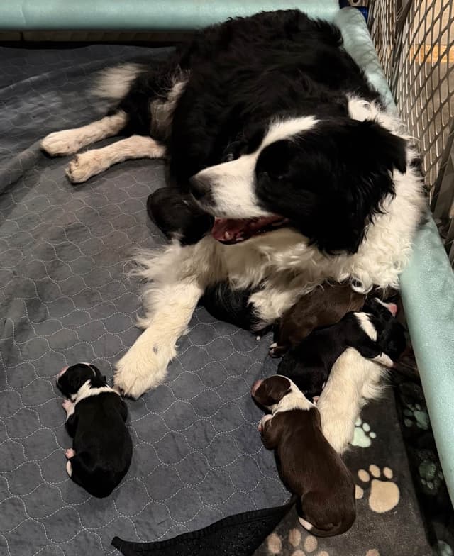 Border Collie Puppies media 6