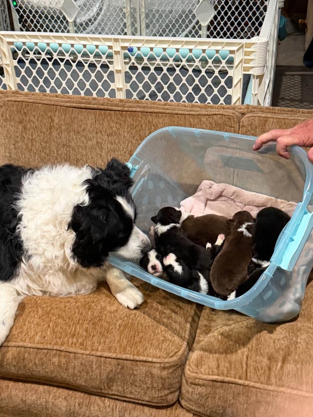 Border Collie Puppies media 4