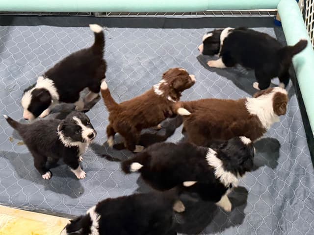 Border Collie Puppies media 5