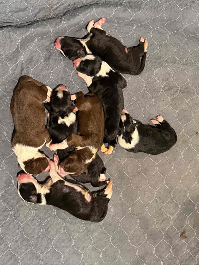 Border Collie Puppies media 8