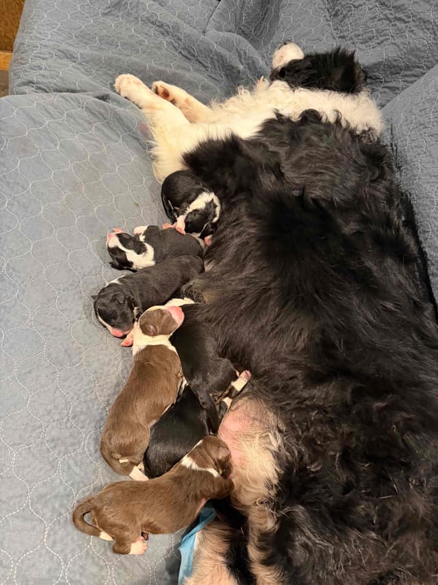 Border Collie Puppies media 9