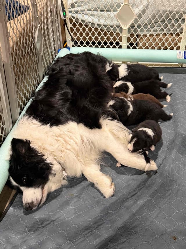 Border Collie Puppies media 7