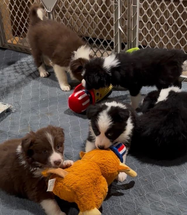 Border Collie Puppies media 3