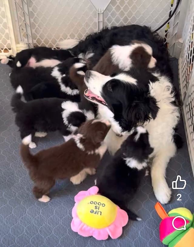 Border Collie Puppies media 2