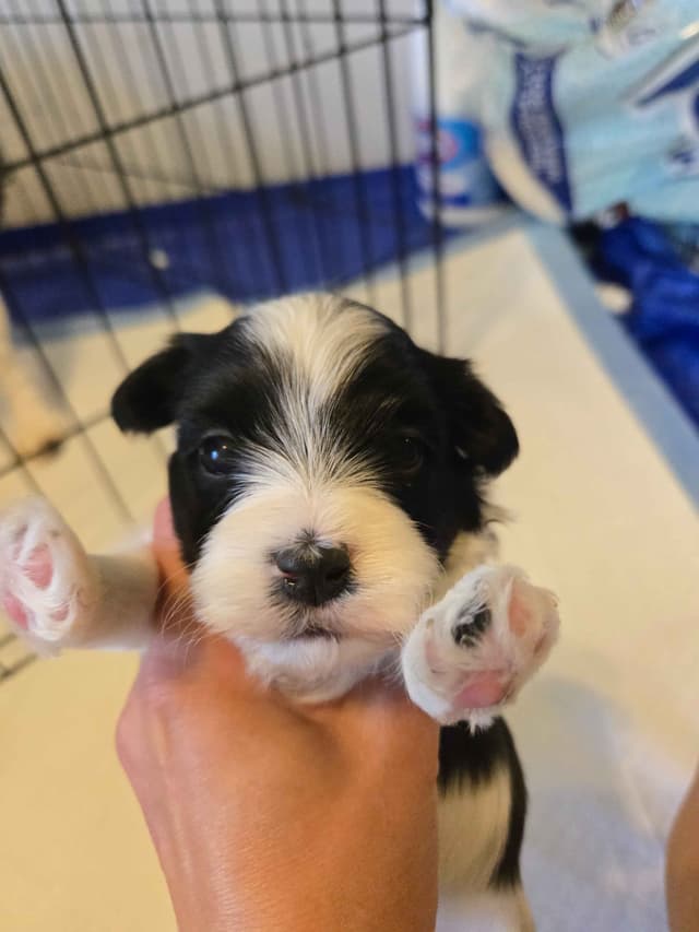 Havanese Puppies media 2