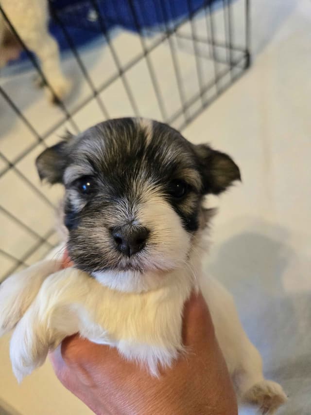 Havanese Puppies media 3