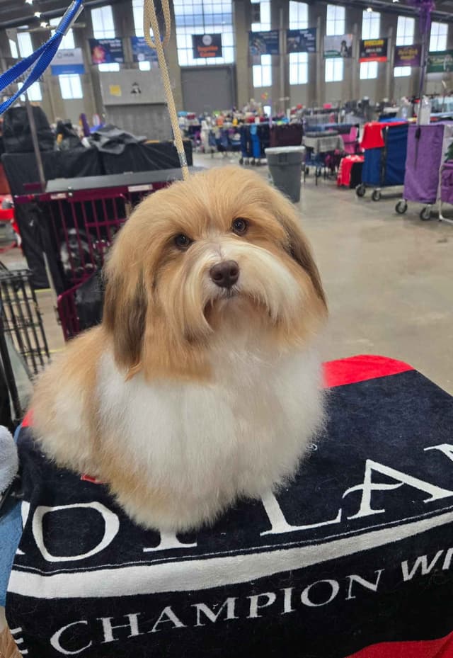 Havanese Puppies media 9