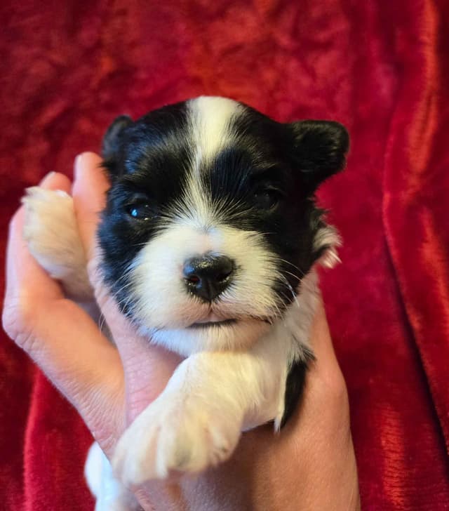 Havanese Puppies media 4