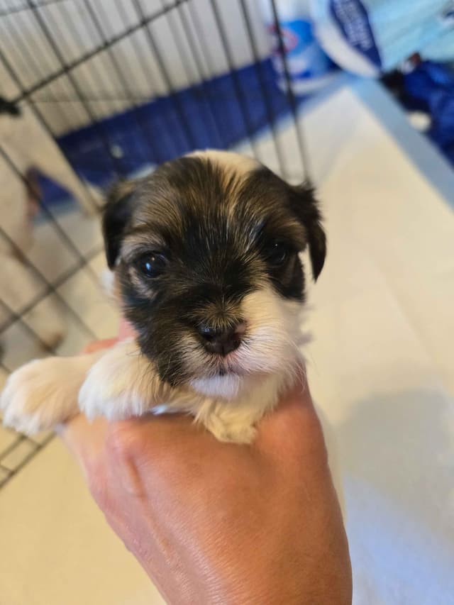 Havanese Puppies media 5