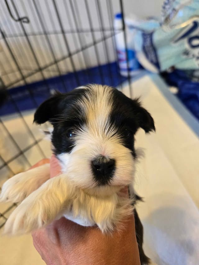 Havanese Puppies media 6