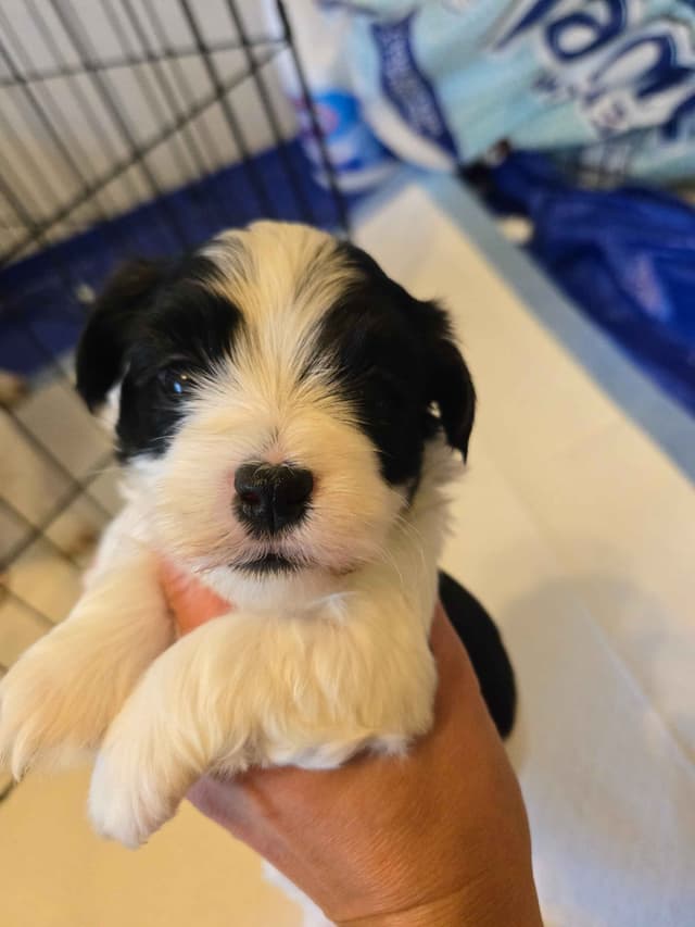 Havanese Puppies media 8