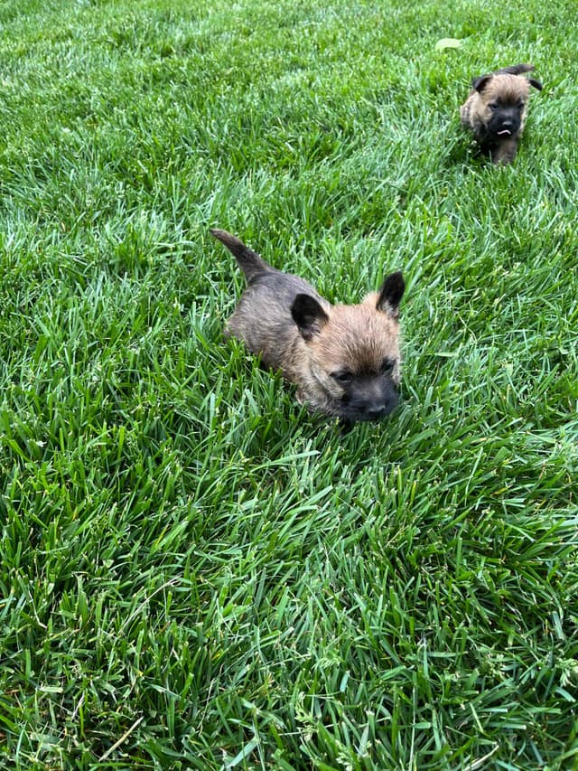 Cairn Terrier Puppies media 2