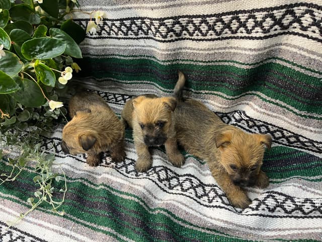 Cairn Terrier Puppies media 2