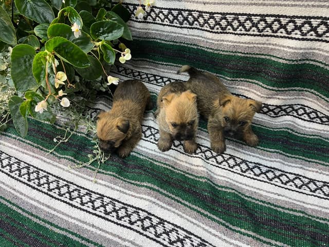 Cairn Terrier Puppies media 3