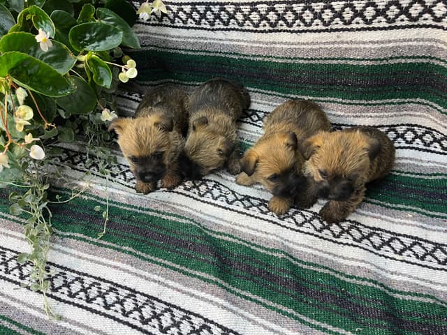 Cairn Terrier Puppies media 4