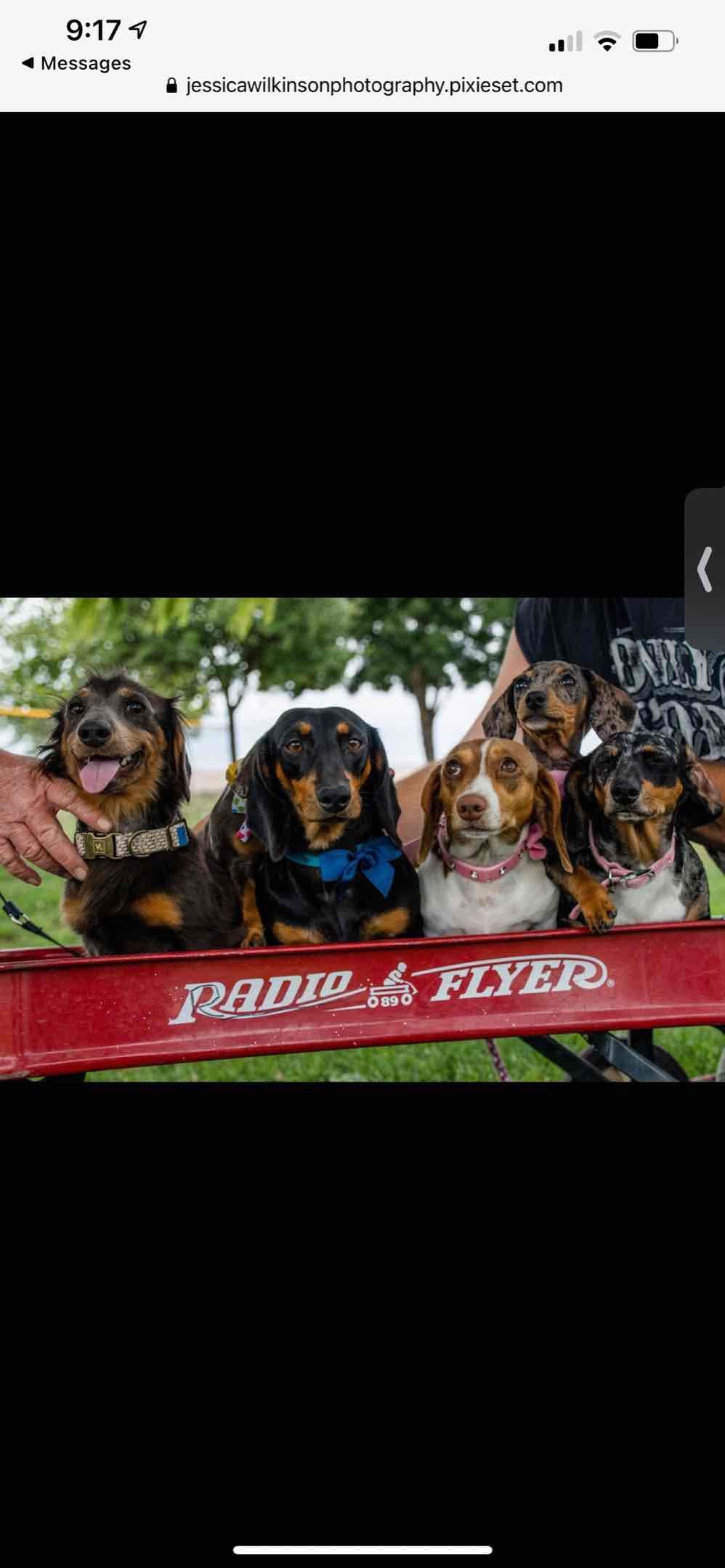 Dachshund Puppies breeder image 1