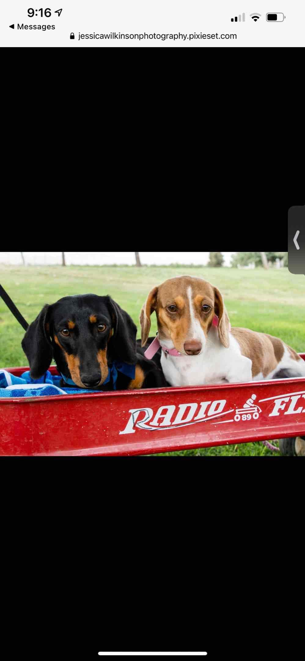 Dachshund Puppies breeder image 3