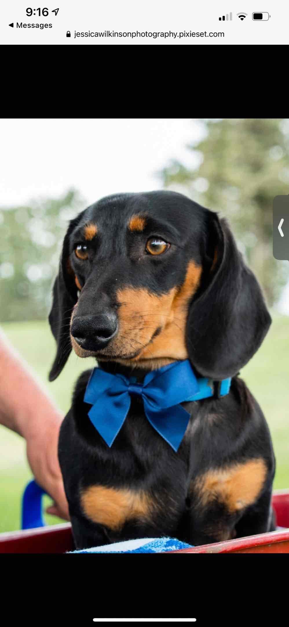Dachshund Puppies breeder image 4