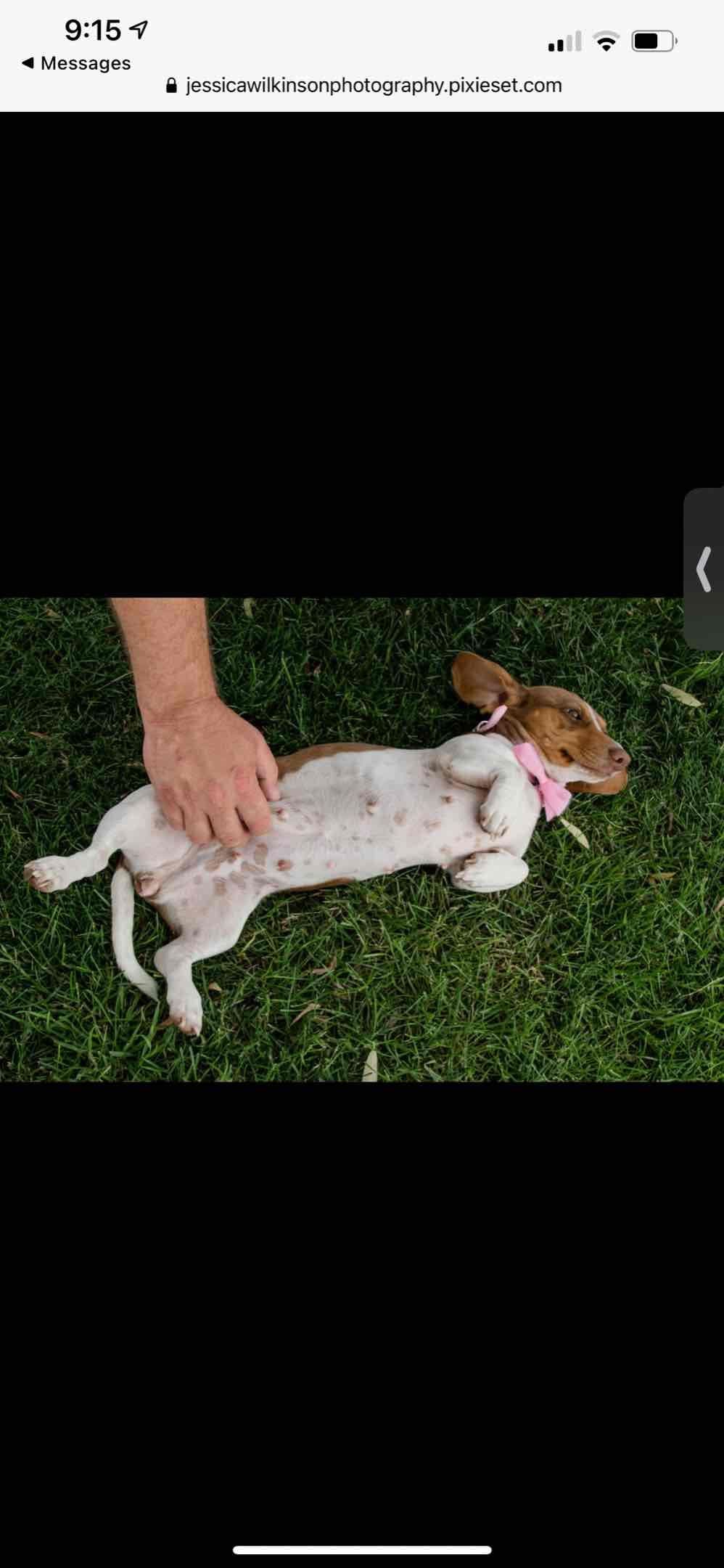 Dachshund Puppies breeder image 5