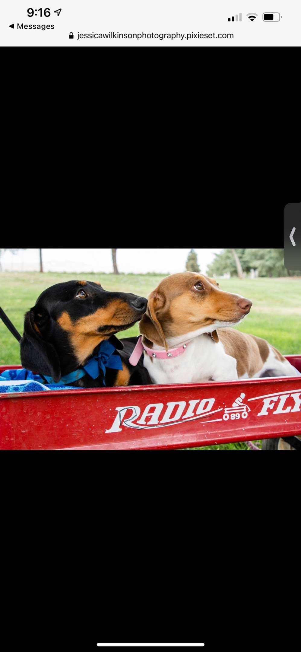 Dachshund Puppies breeder image 6