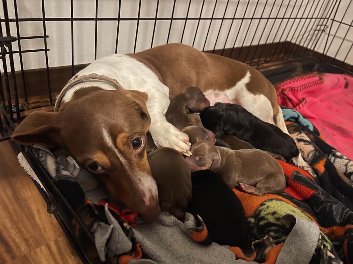 Dachshund Puppies breeder image 7