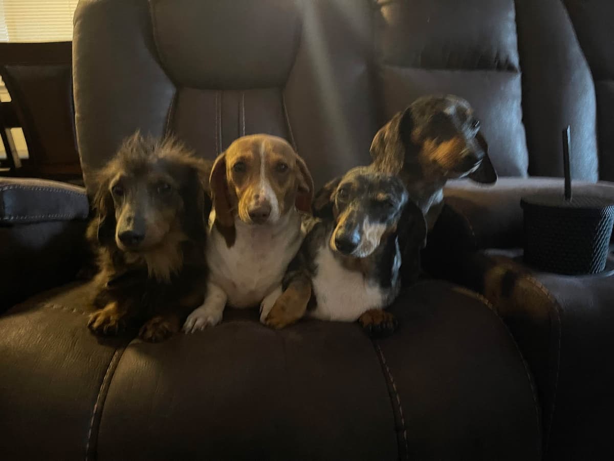 Dachshund Puppies breeder image 9